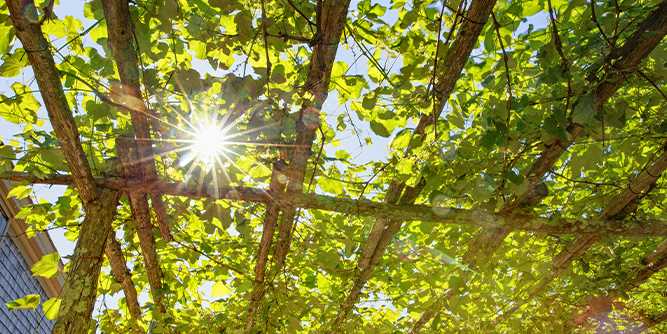 Pergola autoportée en bois dans un jardin privé