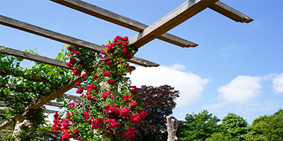 pergola en bois composée de plantes grimpantes